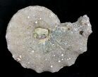 Agate/Chalcedony Replaced Ammonite Fossil #25501-1